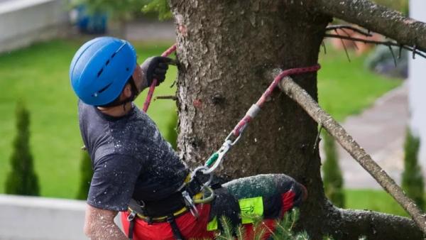Hamm Tree Service