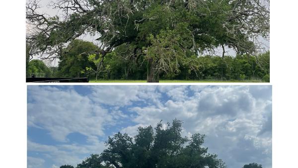 Gomez Tree Solutions-Complete Tree Removal Affordable Prices.