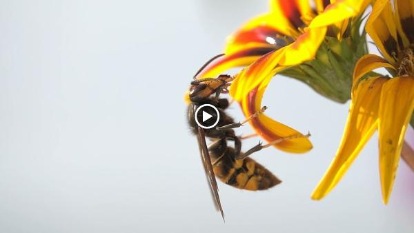Waltham Pest Services