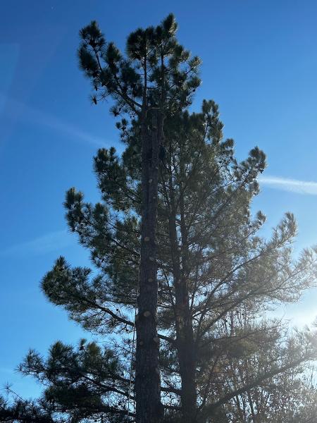 TN Tree Service