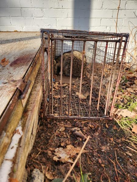 Critter Removers