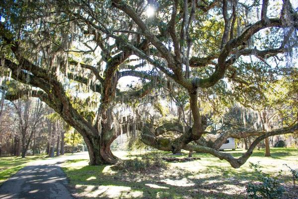Live Oak Real Estate