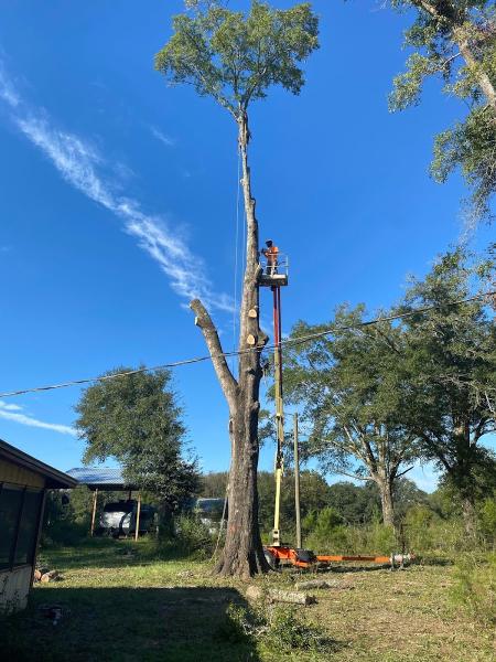 David and Family Tree Service LLC