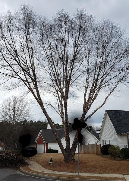 770-Tree-Guy