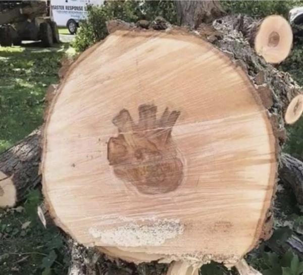 American Arborist Tree Experts