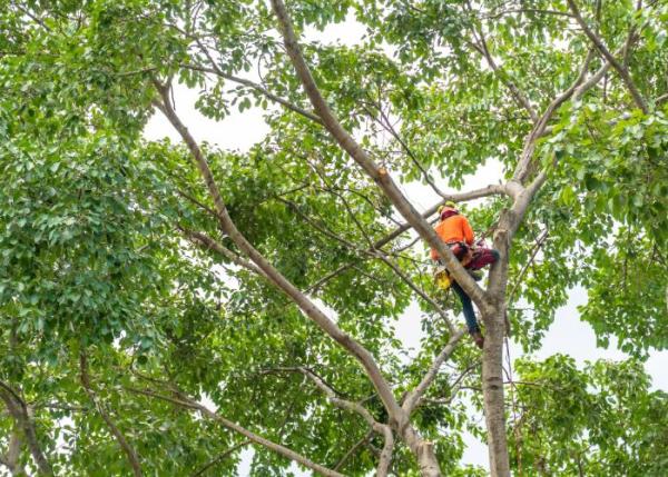 Saint Louis Tree Trimming & Removal Service