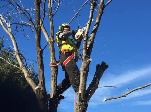 Grace Tree Service West Des Moines