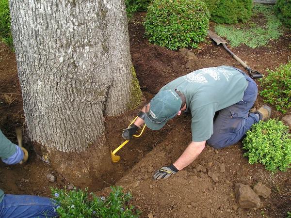 Treecology