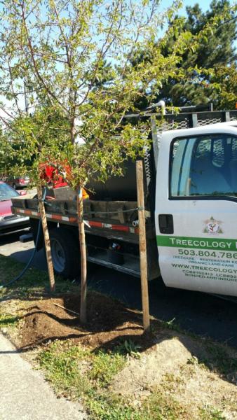 Treecology