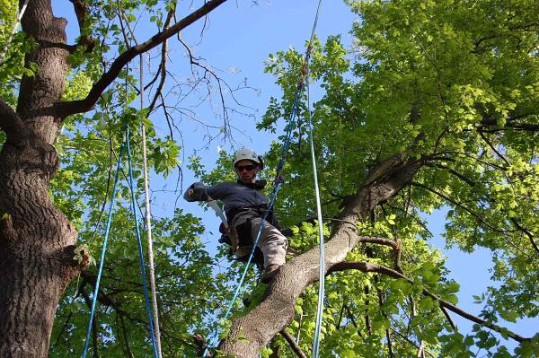 Urban Tree Management
