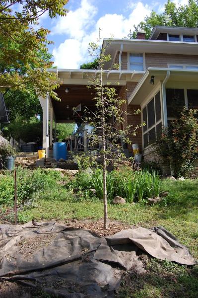 Urban Tree Management