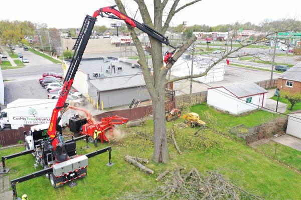 Cut My Tree Down