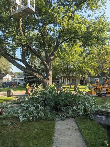 Cut My Tree Down