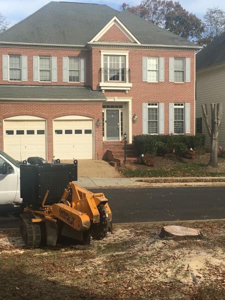 Economy Tree Care
