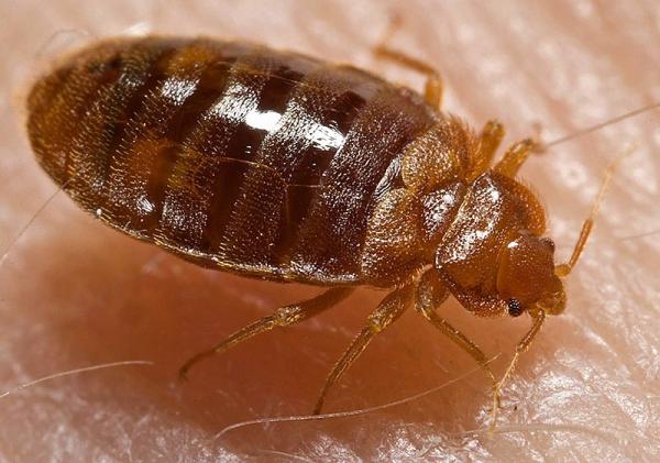 Green Country Pest Control