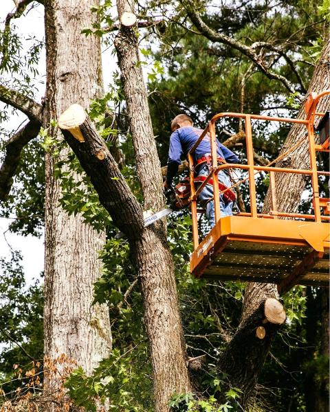 Columbia Pro Tree Service