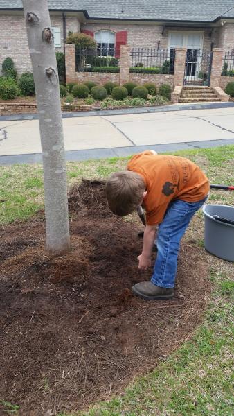 Tree Health Lady