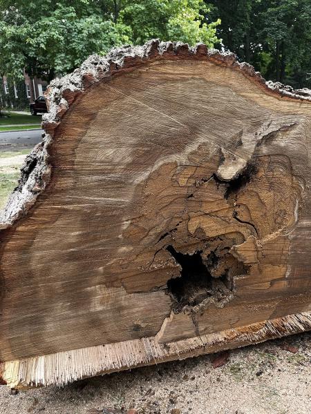 Conservation Tree Service
