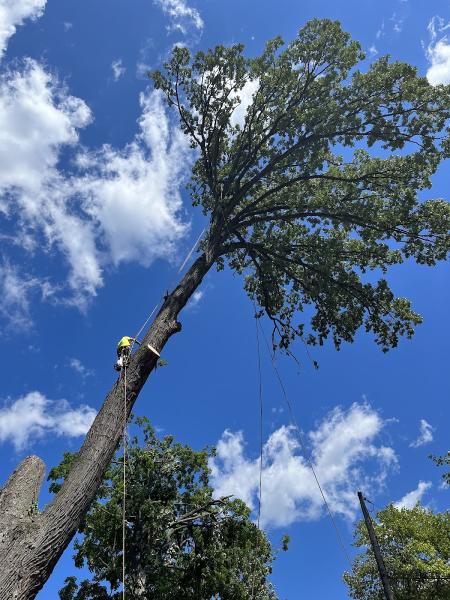 Conservation Tree Service
