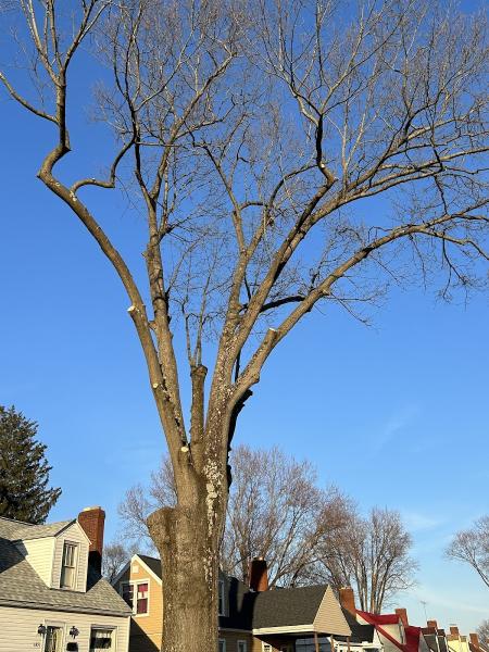 Atoz Tree Experts LLC