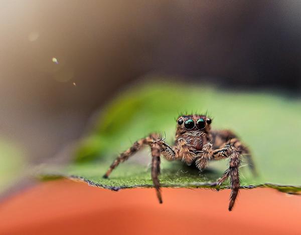 Specialized Pest Patrol