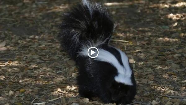 Specialized Pest Patrol