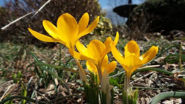 J. Krokus Nursery Inc.