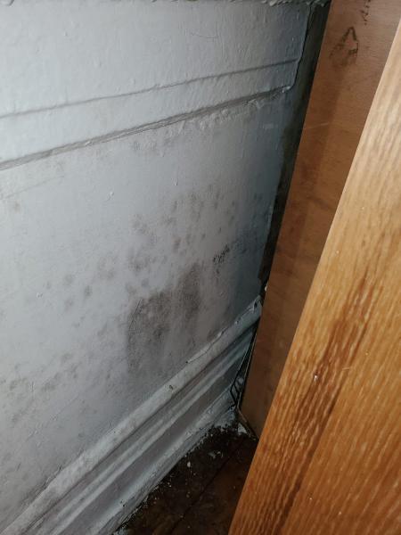 Envirotech Mold and Lead