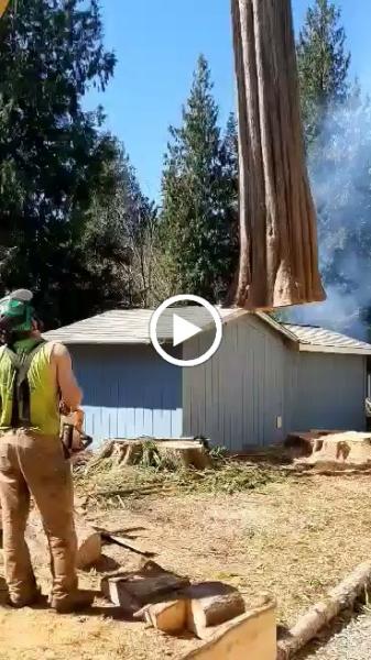 Primal Tree Service LLC
