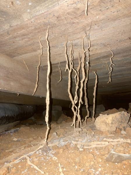 Advanced Termite & Pest Control