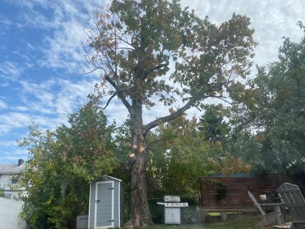 Sidelines Tree Service LLC