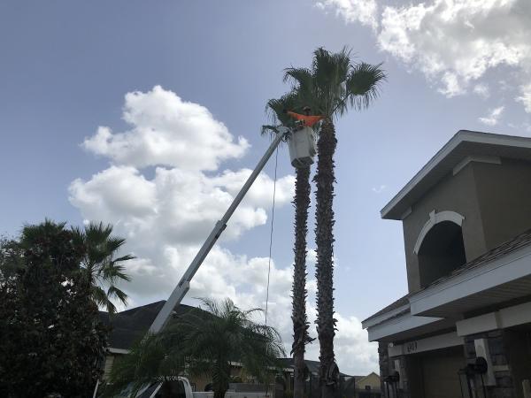Perez Vasquez Tree Service Inc