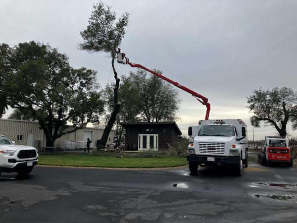 Norcal Arborists Inc.