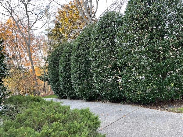 Diamond Lawn Services LLC