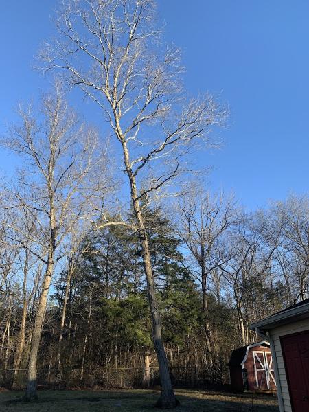 Smyrna Tree Service TN