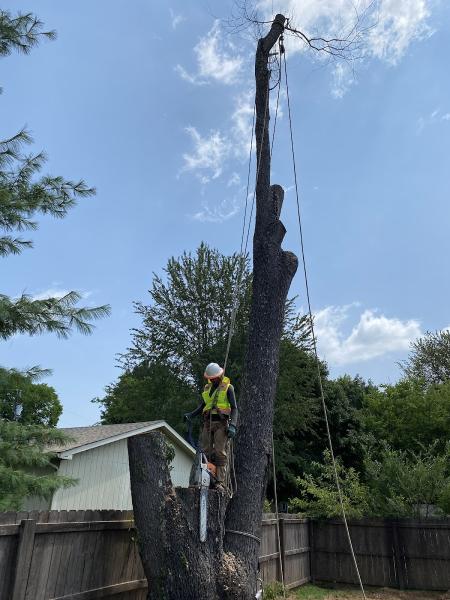 Smyrna Tree Service TN