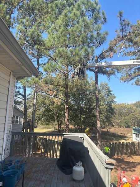 Tree Amigos