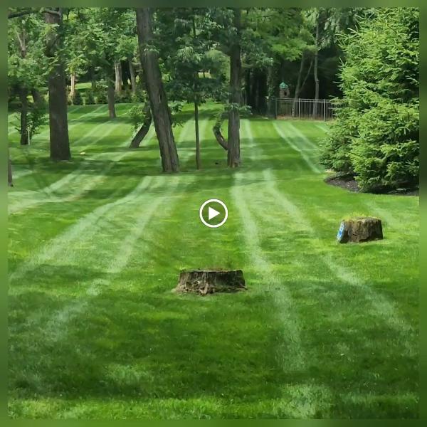 Forever Green Lawn Care Inc