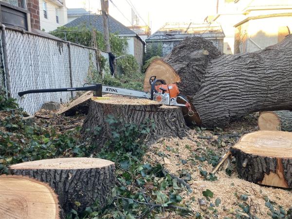Lumberjack Tree Care