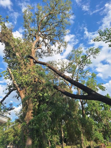 Life's Tree Doctor