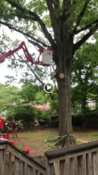 Rocket City Tree Service