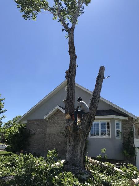 Moret Tree Service