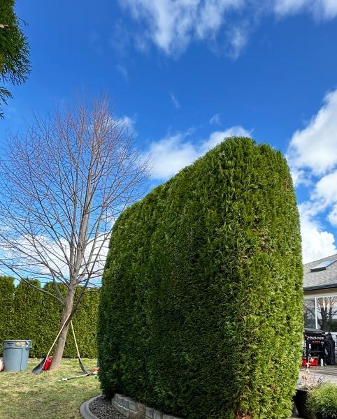 Advanced Arborists Tree Service