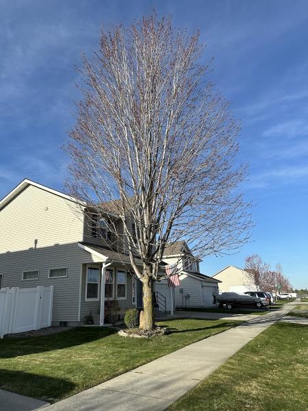 Advanced Arborists Tree Service