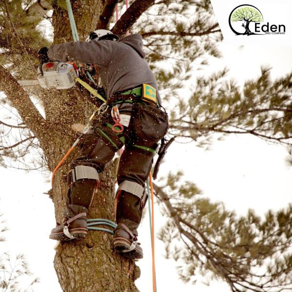 Eden Tree Company