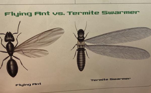 T.n.t Exterminators