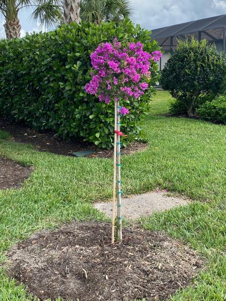 Genesis Tree Services Inc