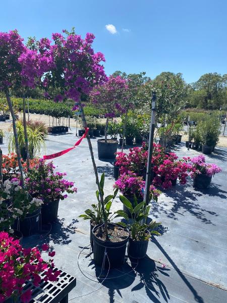 Genesis Tree Services Inc