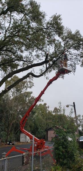 Morgan Tree Service