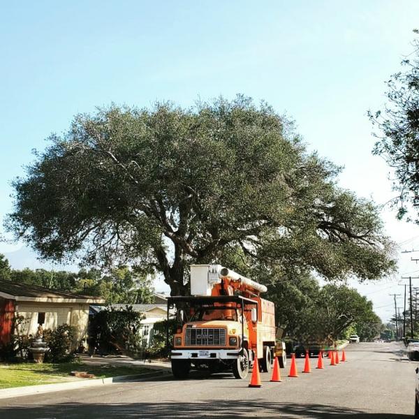 Pinedo Tree Experts